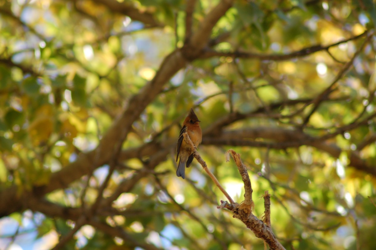 Tufted Flycatcher (Mexican) - ML176659951