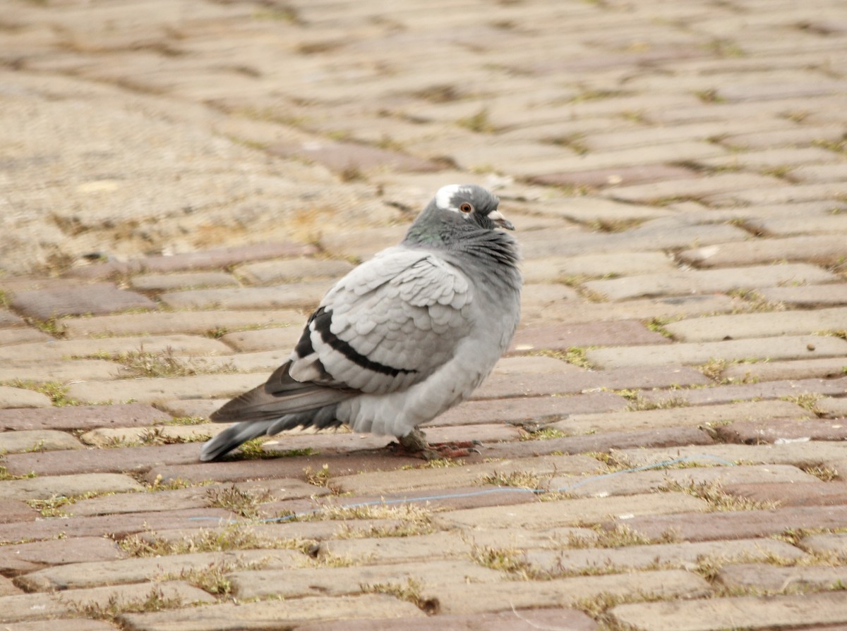 Rock Pigeon (Feral Pigeon) - Jan Roedolf