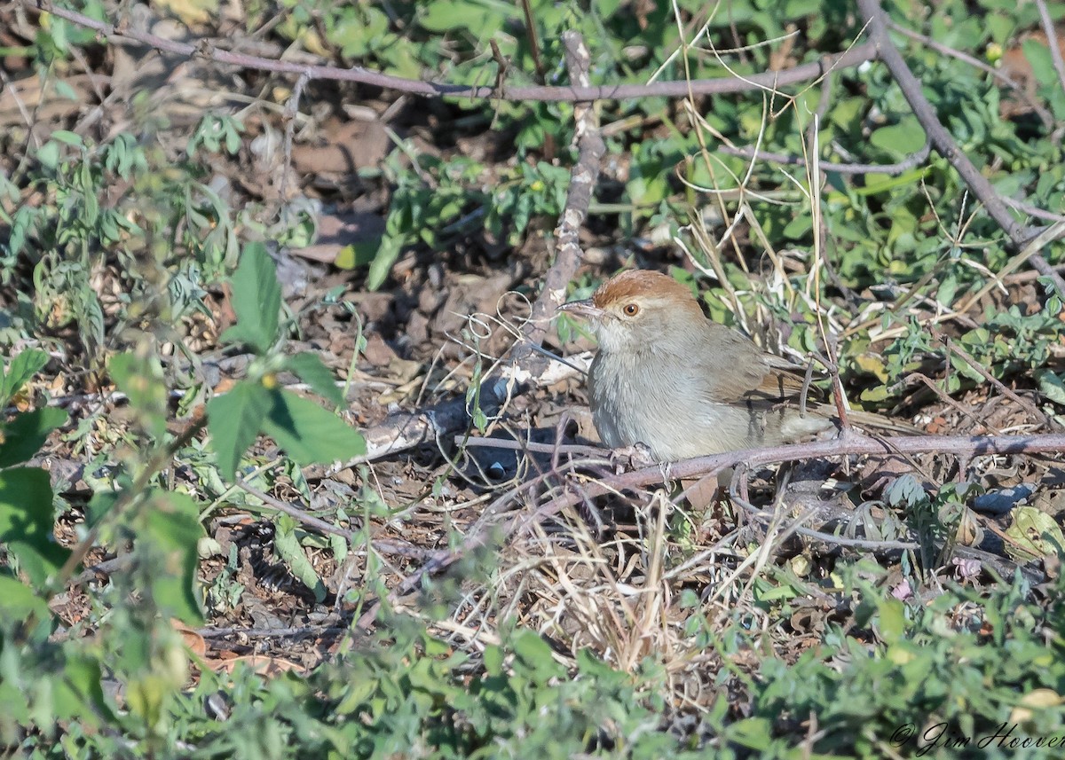 Piping Cisticola - Jim Hoover
