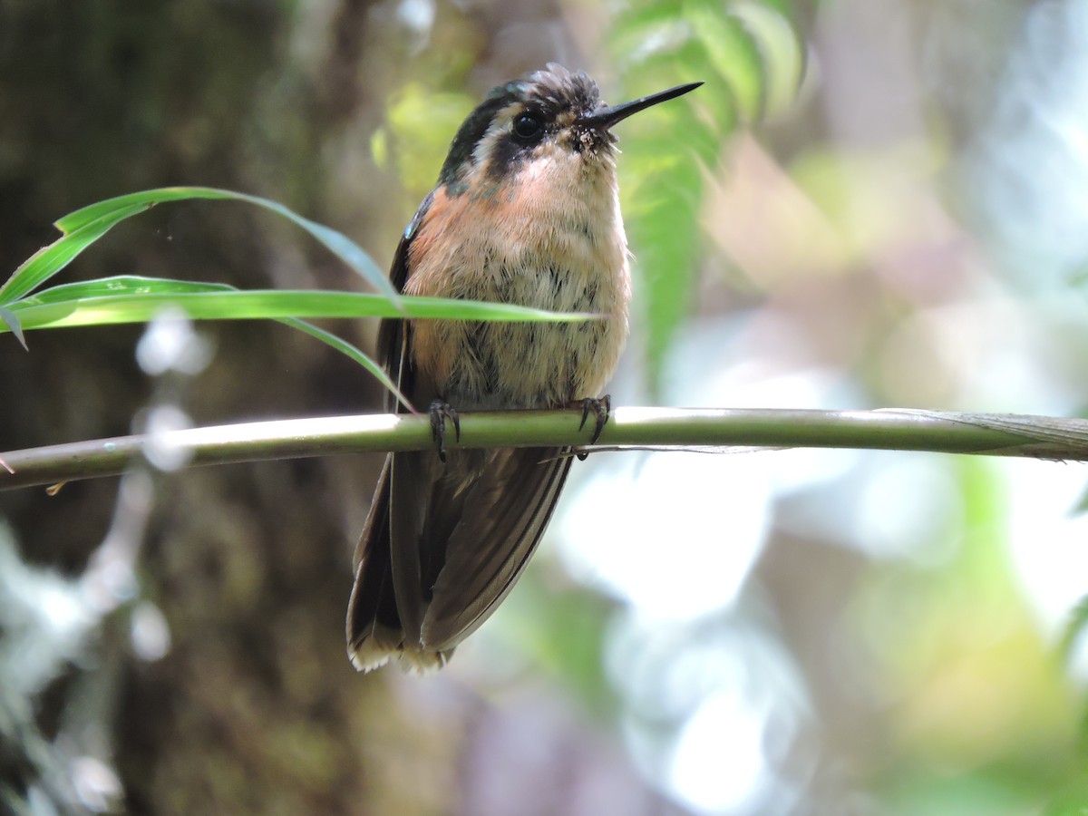 Speckled Hummingbird - Edwin Munera