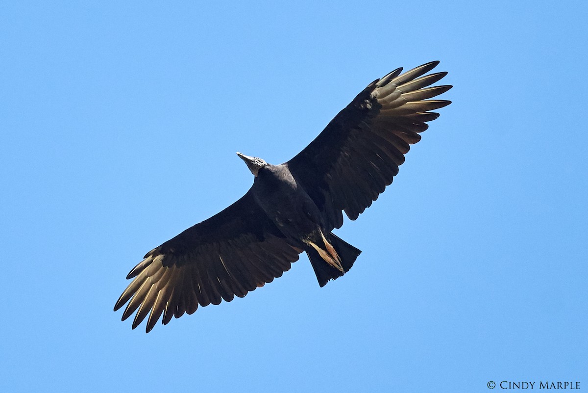 Black Vulture - Cindy Marple