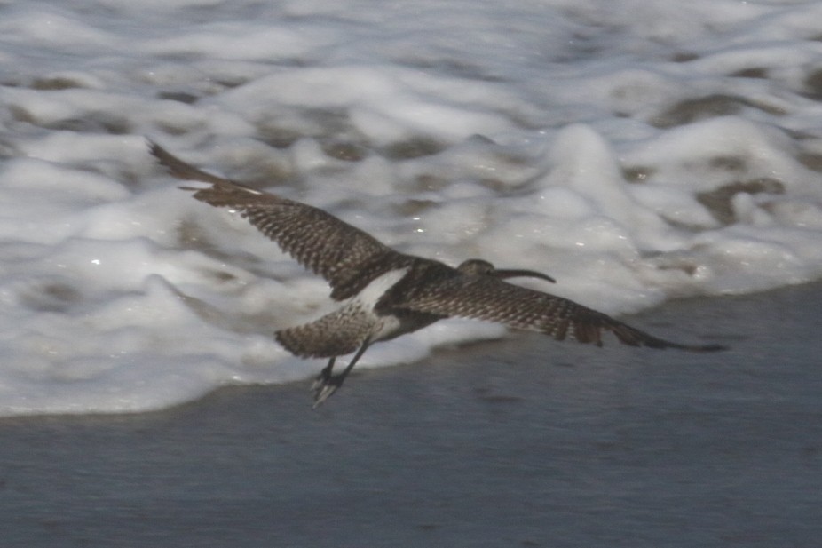 Whimbrel (White-rumped) - Peter Pyle
