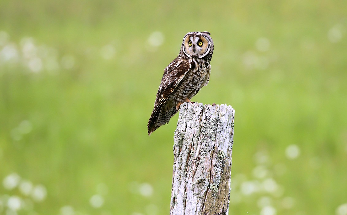 Long-eared Owl ML176670551