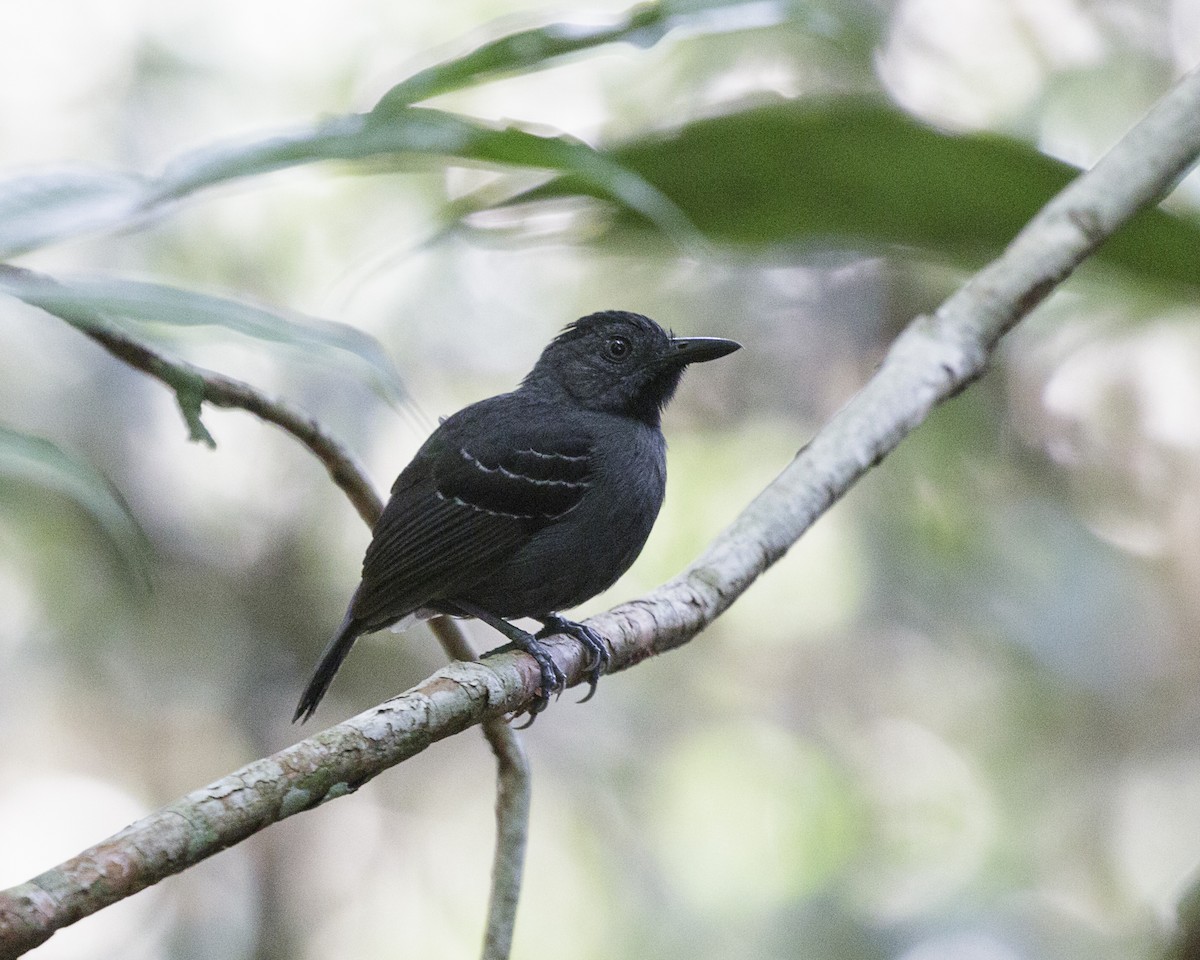 Black-headed Antbird (Amazonas) - ML176674101