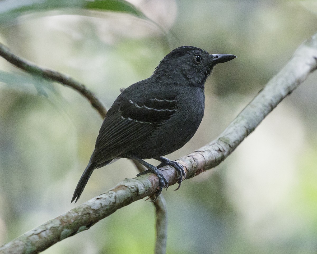 Black-headed Antbird (Amazonas) - ML176674161