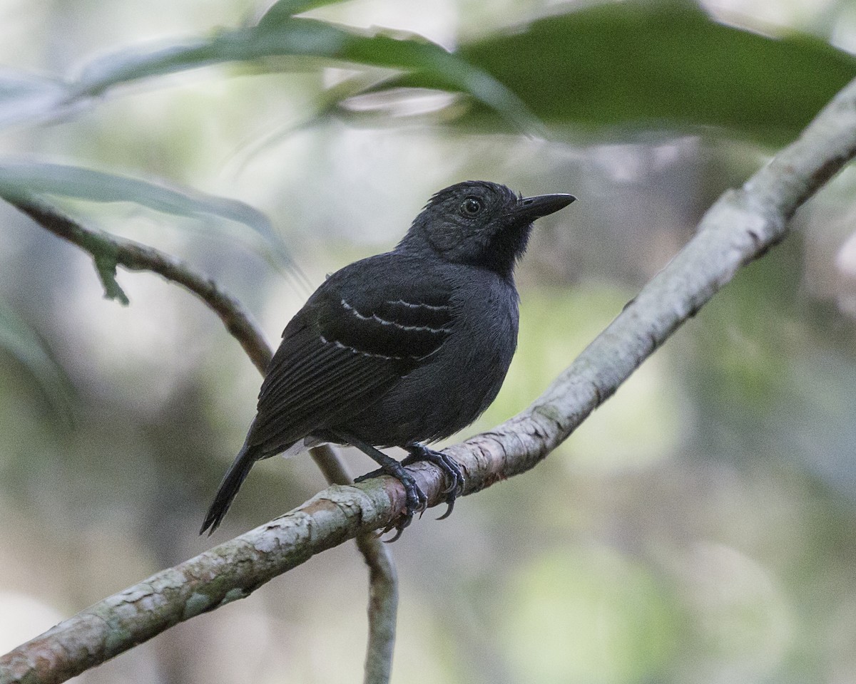 Black-headed Antbird (Amazonas) - ML176674191