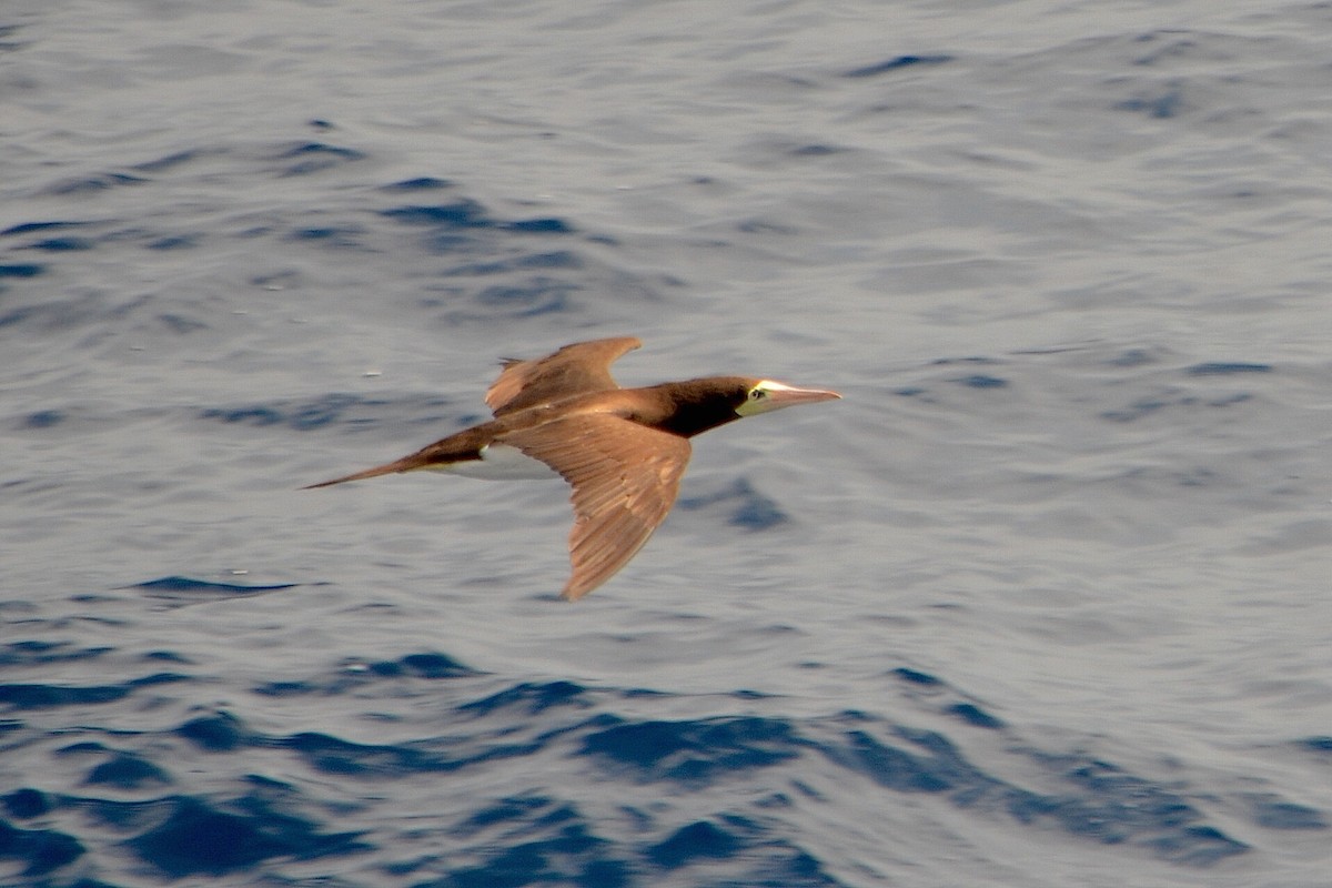 Brown Booby - ML176683531