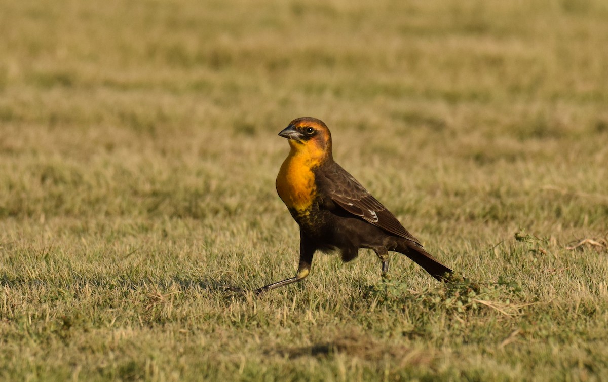 Yellow-headed Blackbird - ML176694041
