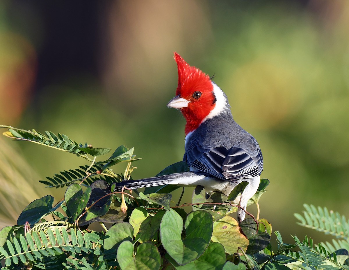 Red-crested Cardinal - ML176694371