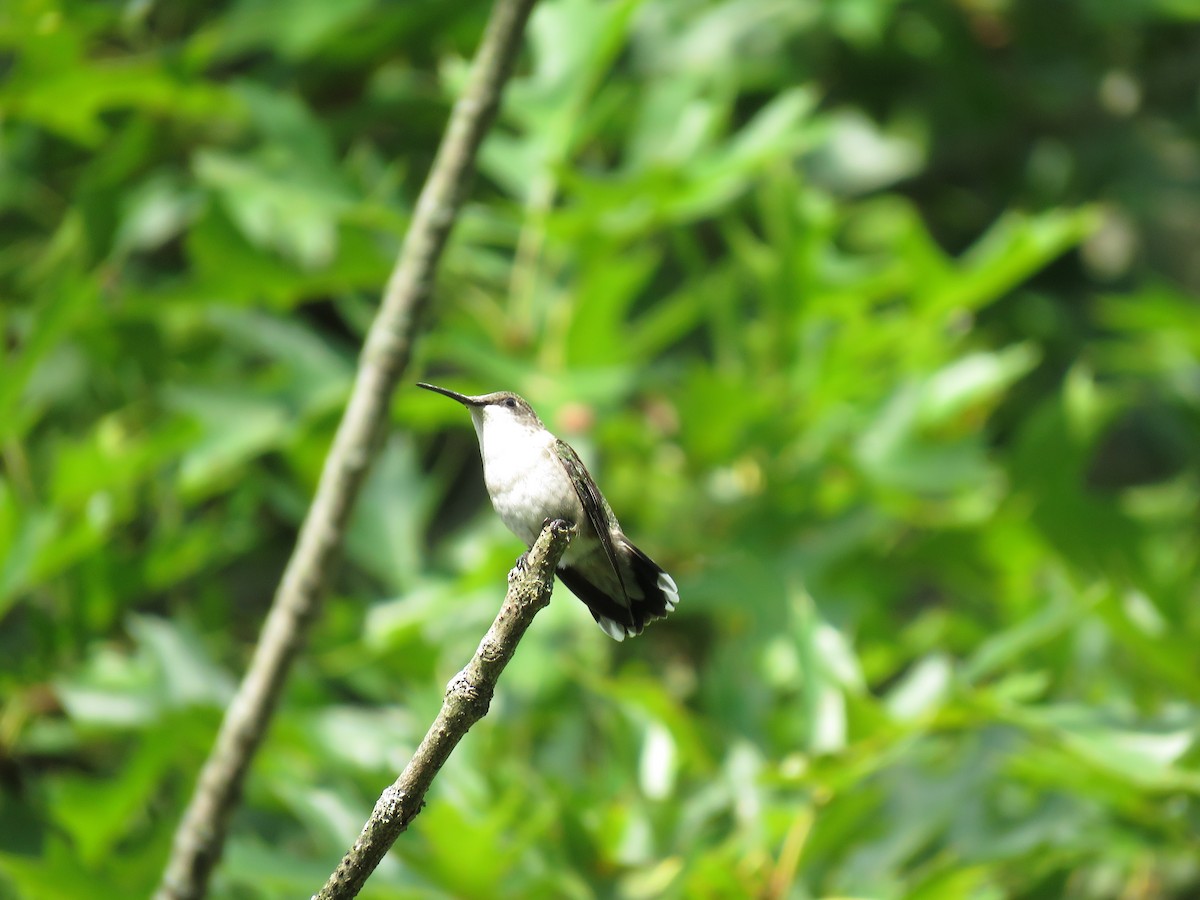 Ruby-throated Hummingbird - Cole DiFabio