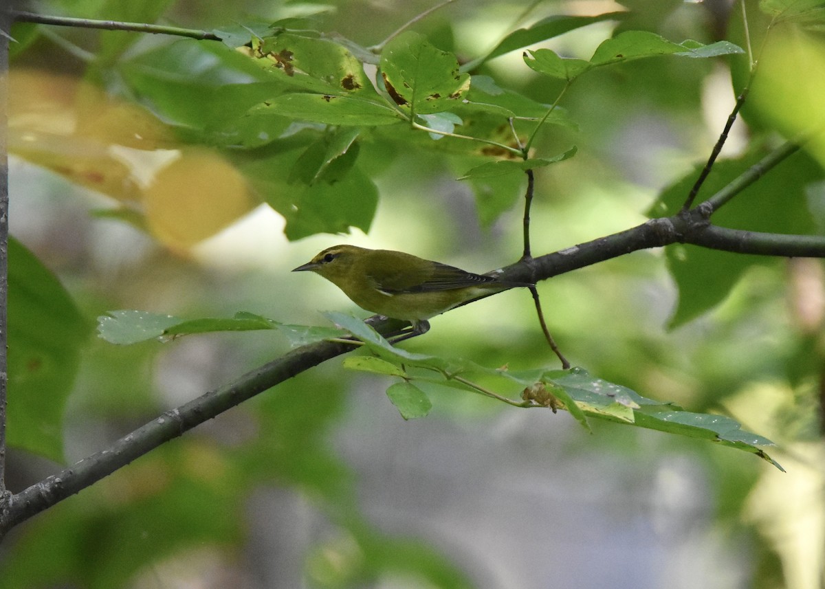 Tennessee Warbler - Pete Monacell