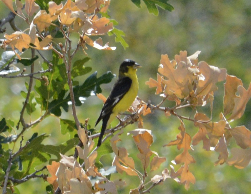 Lesser Goldfinch - Hal Robins
