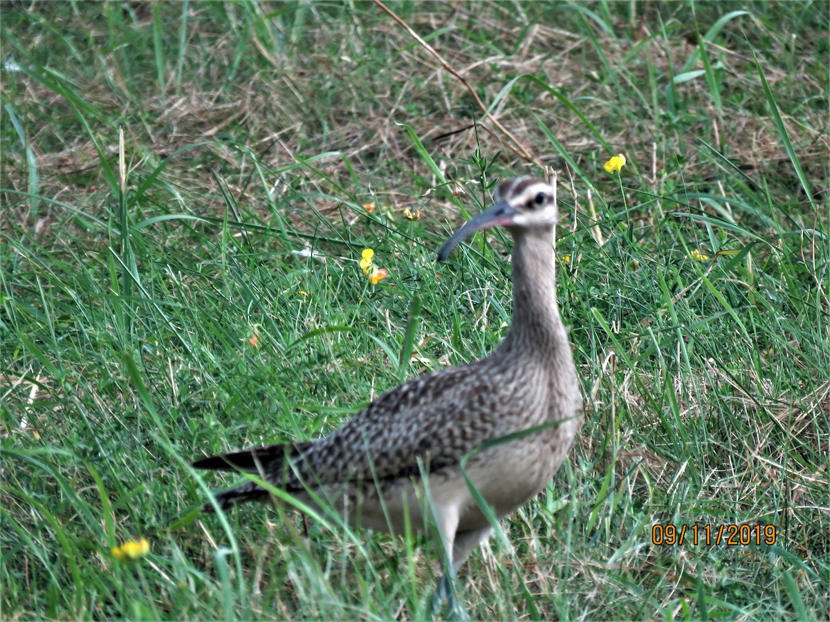 Whimbrel - dave chase