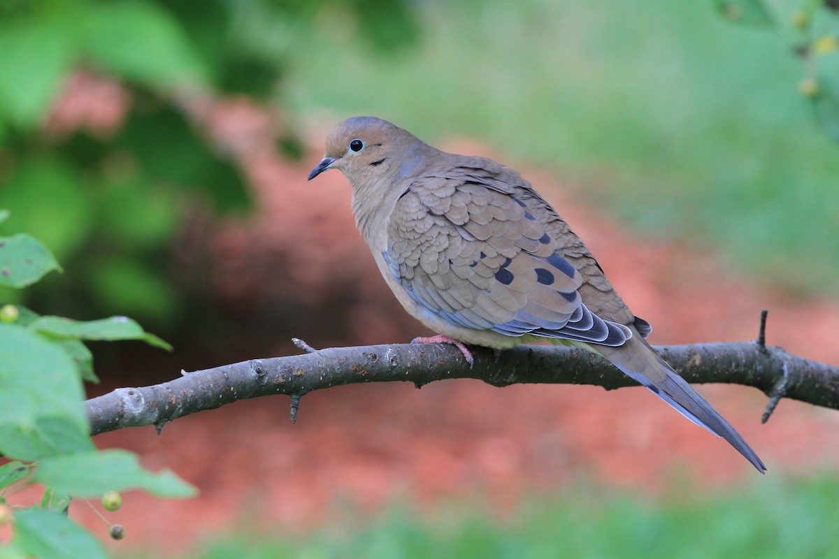 Mourning Dove - Diane St-Jacques