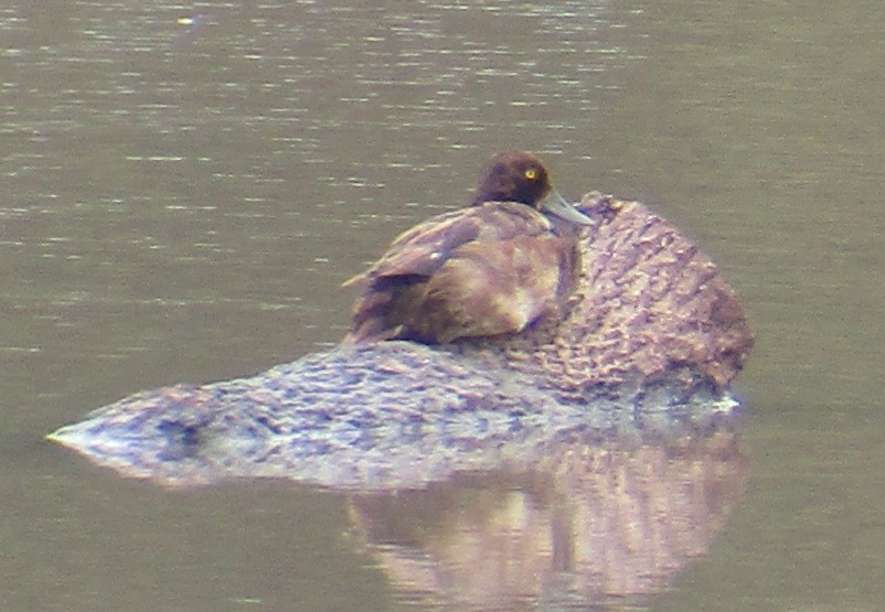 Greater/Lesser Scaup - ML176701001
