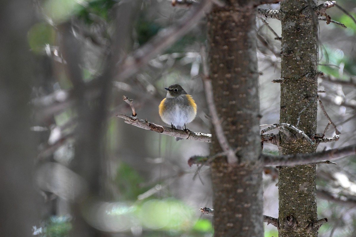 Red-flanked Bluetail - ML176701811