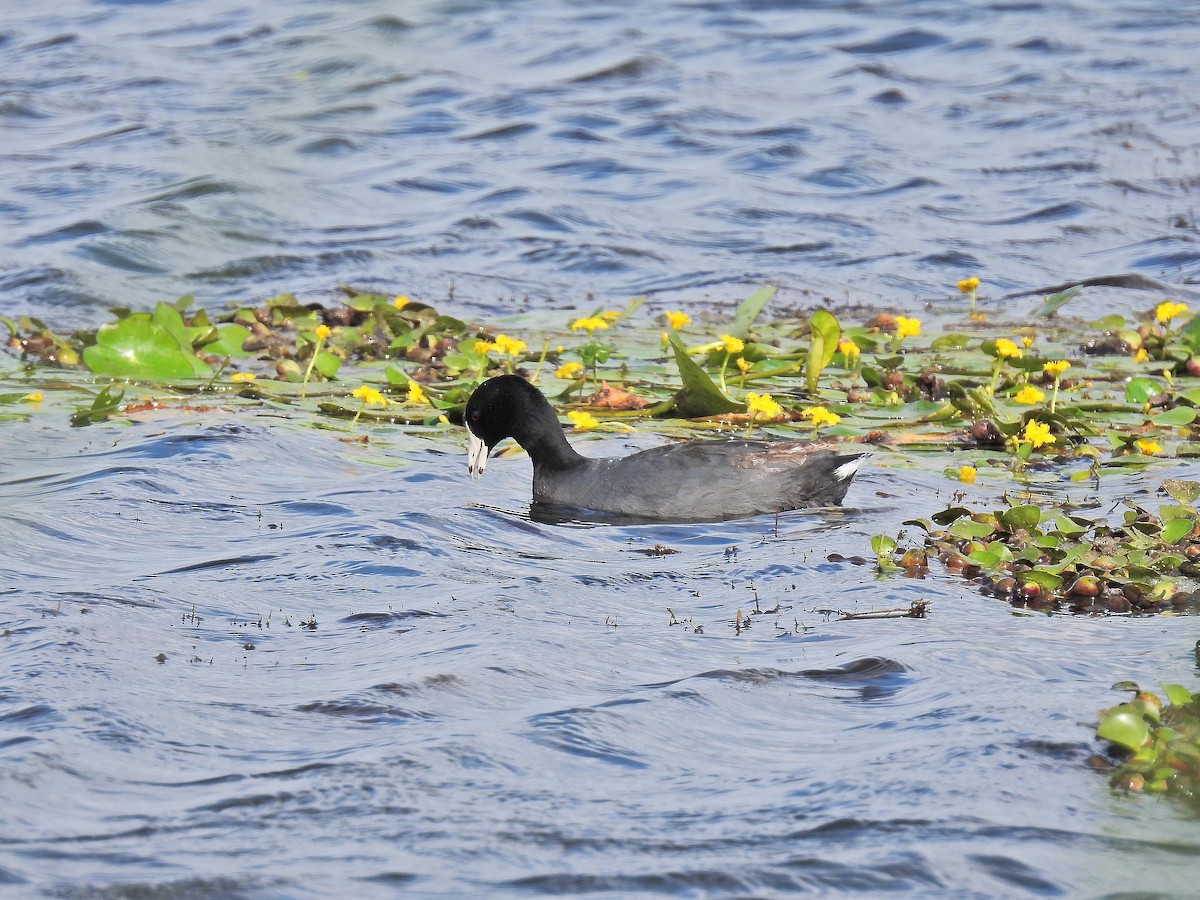 American Coot (Red-shielded) - ML176702171