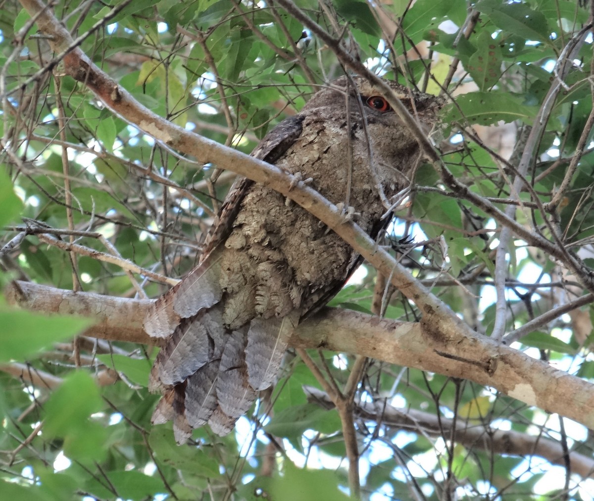 Marbled Frogmouth - ML176708031