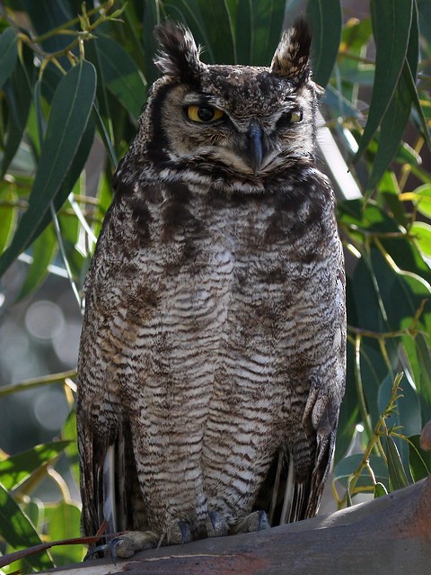 Lesser Horned Owl - ML176709461