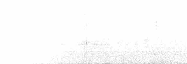 Белобрюхая нектарница - ML176718901