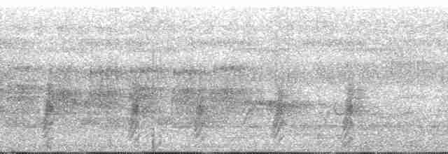 pěnicovec krátkoocasý - ML176725