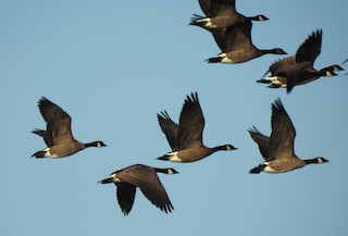 Canada Goose (canadensis Group), ML176726431
