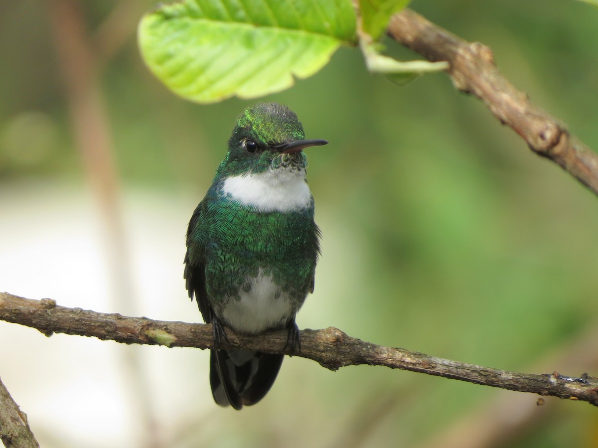White-throated Hummingbird - Kevin Seymour