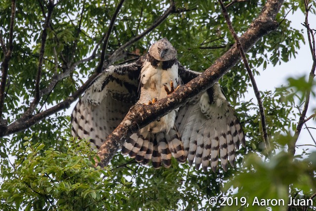 Harpy Eagle - eBird