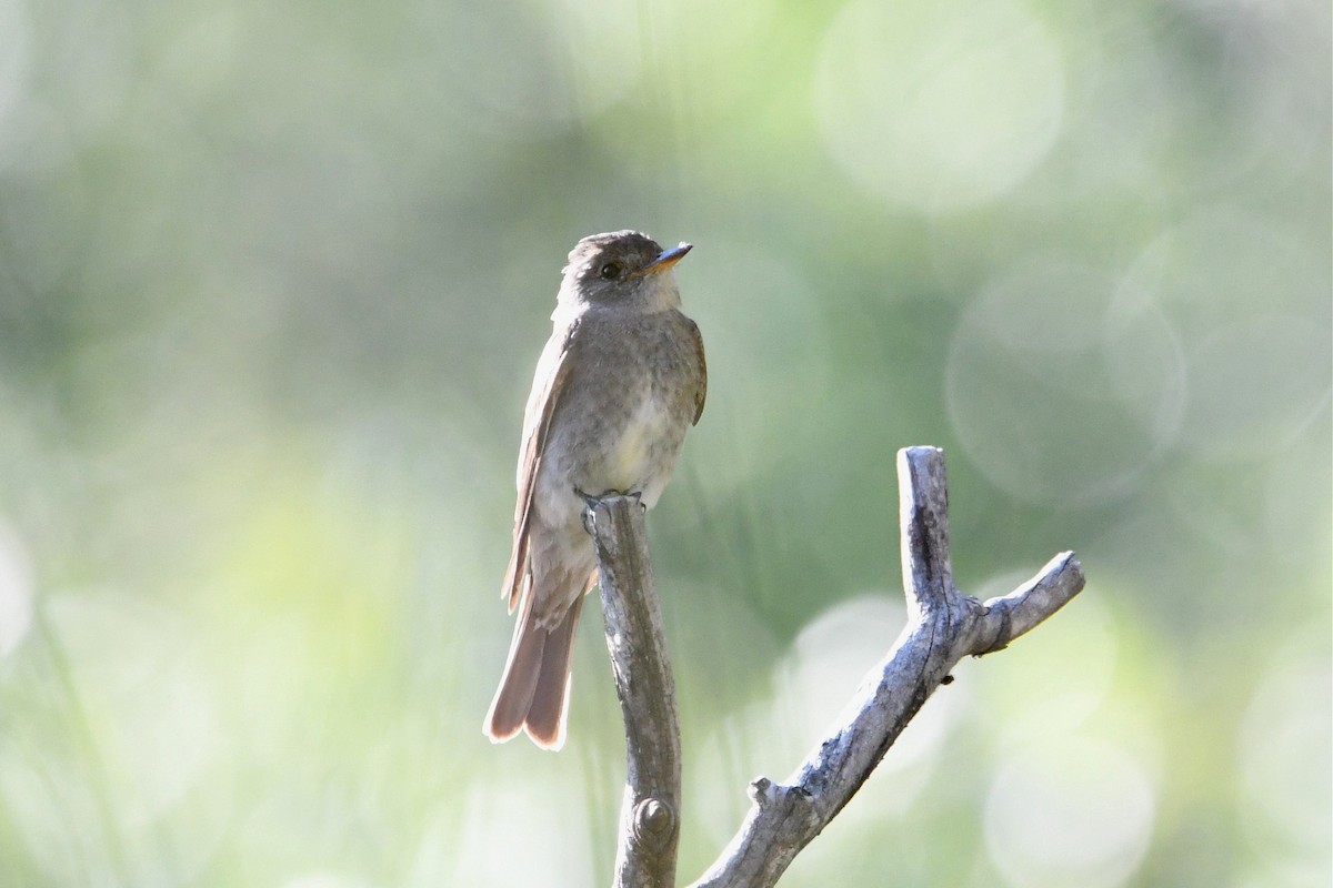 Western Wood-Pewee - Jerry Chen