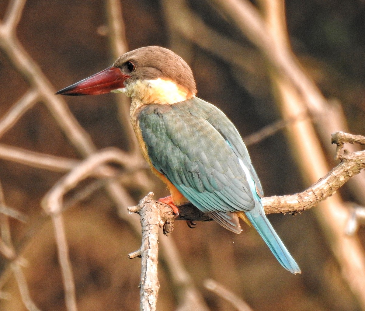 Stork-billed Kingfisher - Fermin Jose