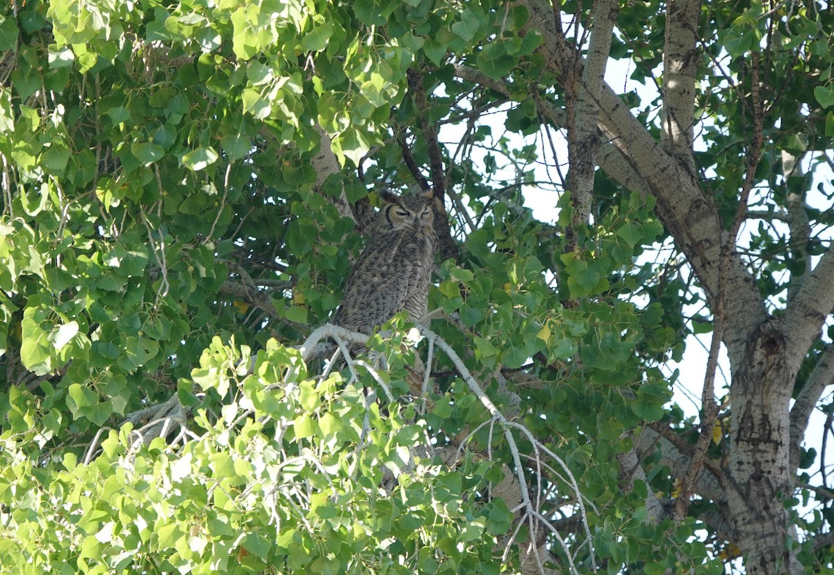 Great Horned Owl - ML176732341