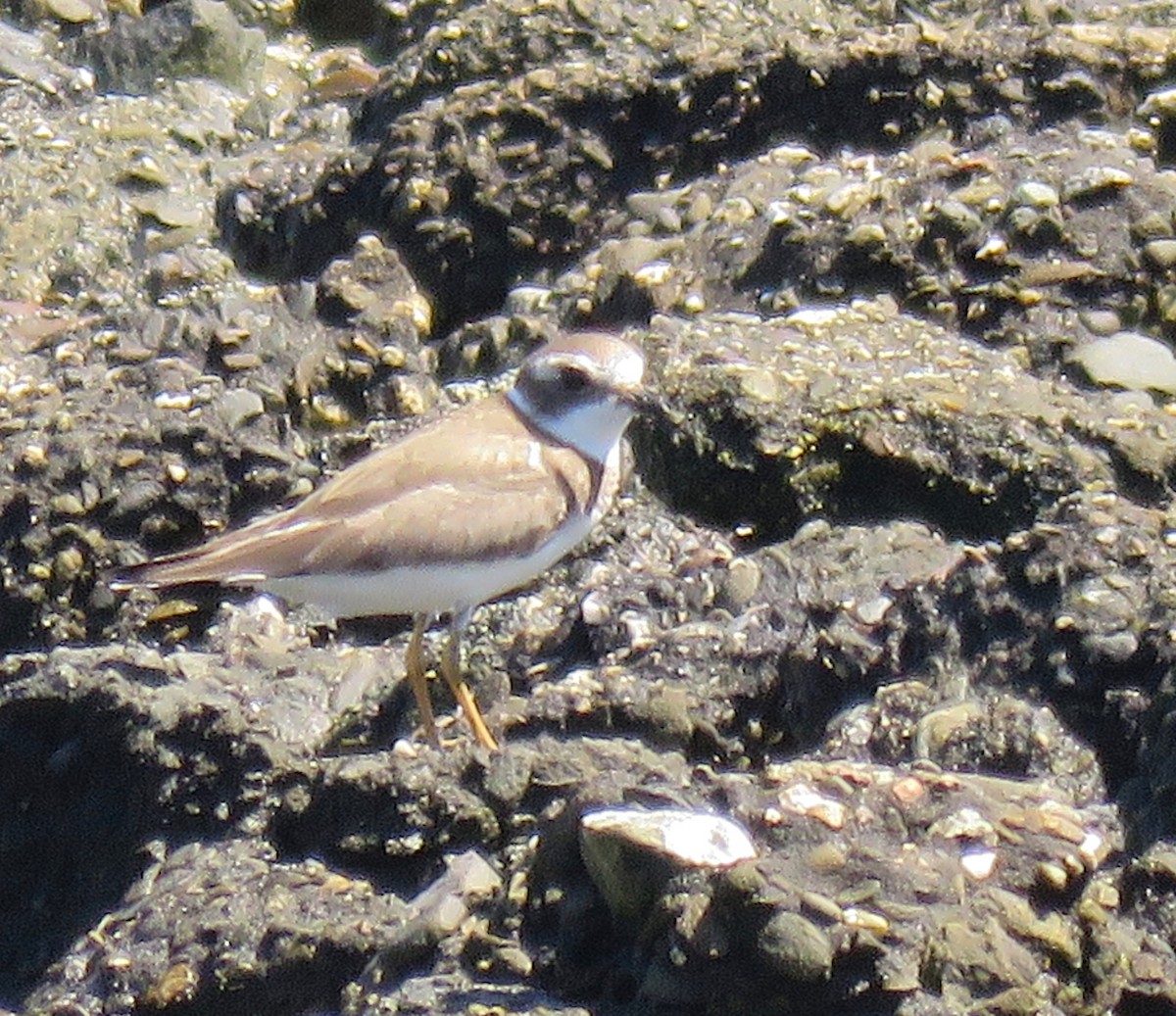 Semipalmated Plover - ML176735141