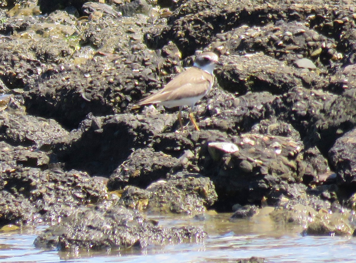 Semipalmated Plover - ML176735161