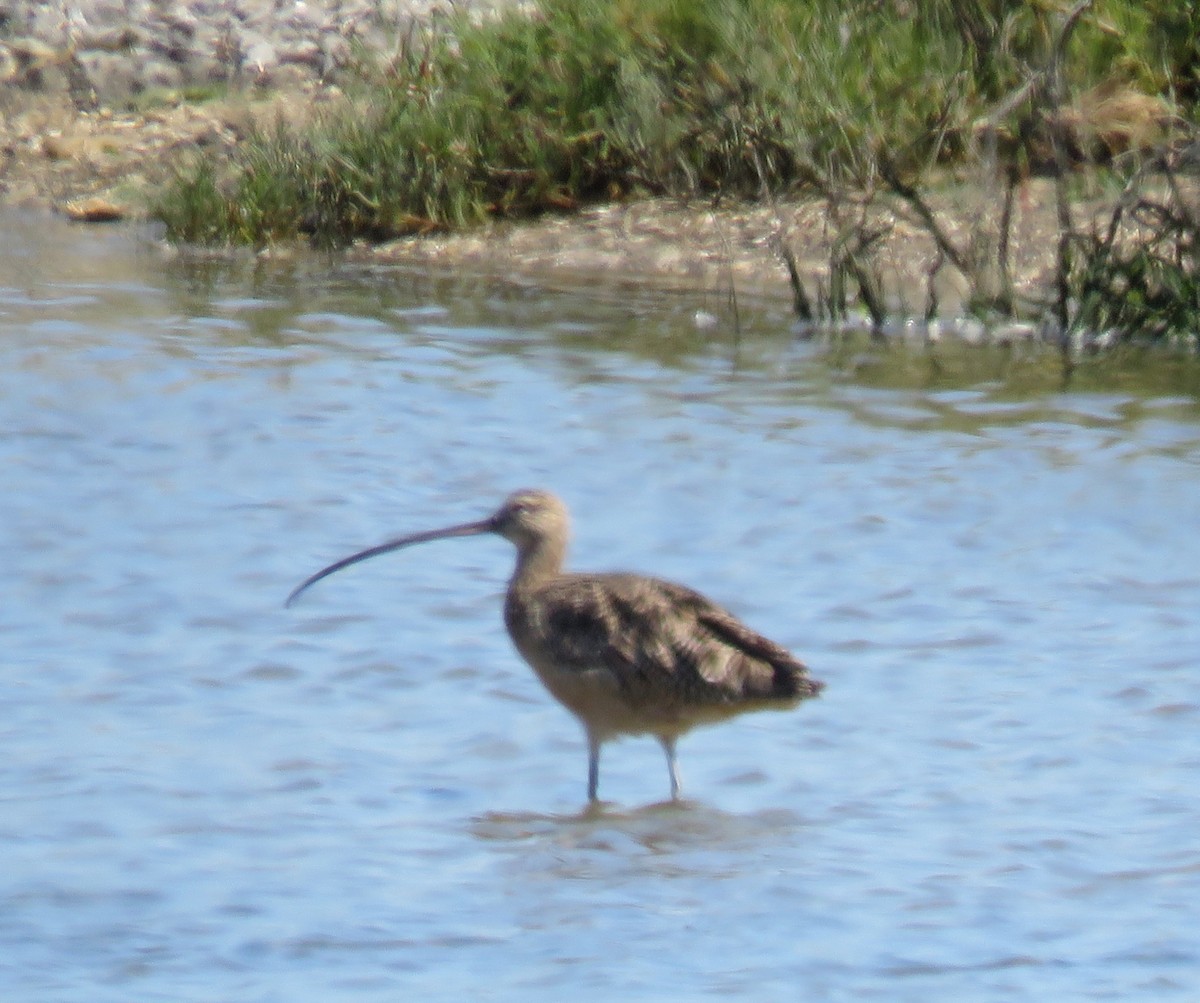 Long-billed Curlew - ML176735221