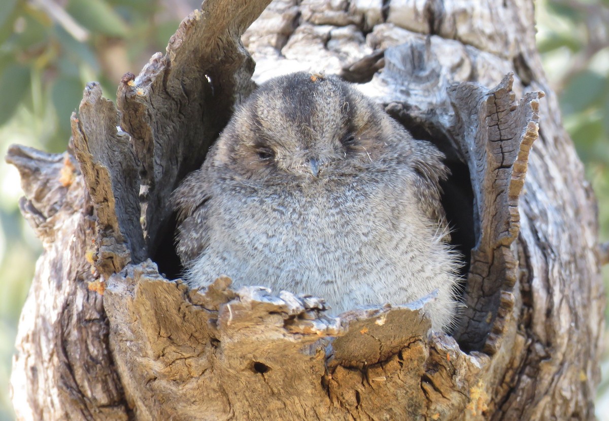 Australian Owlet-nightjar - ML176736681