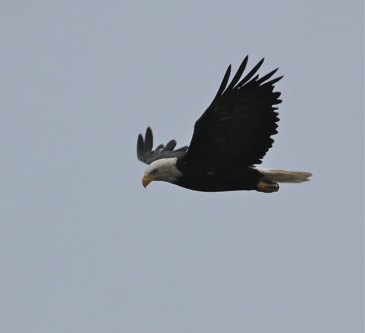 Bald Eagle - Pair of Wing-Nuts