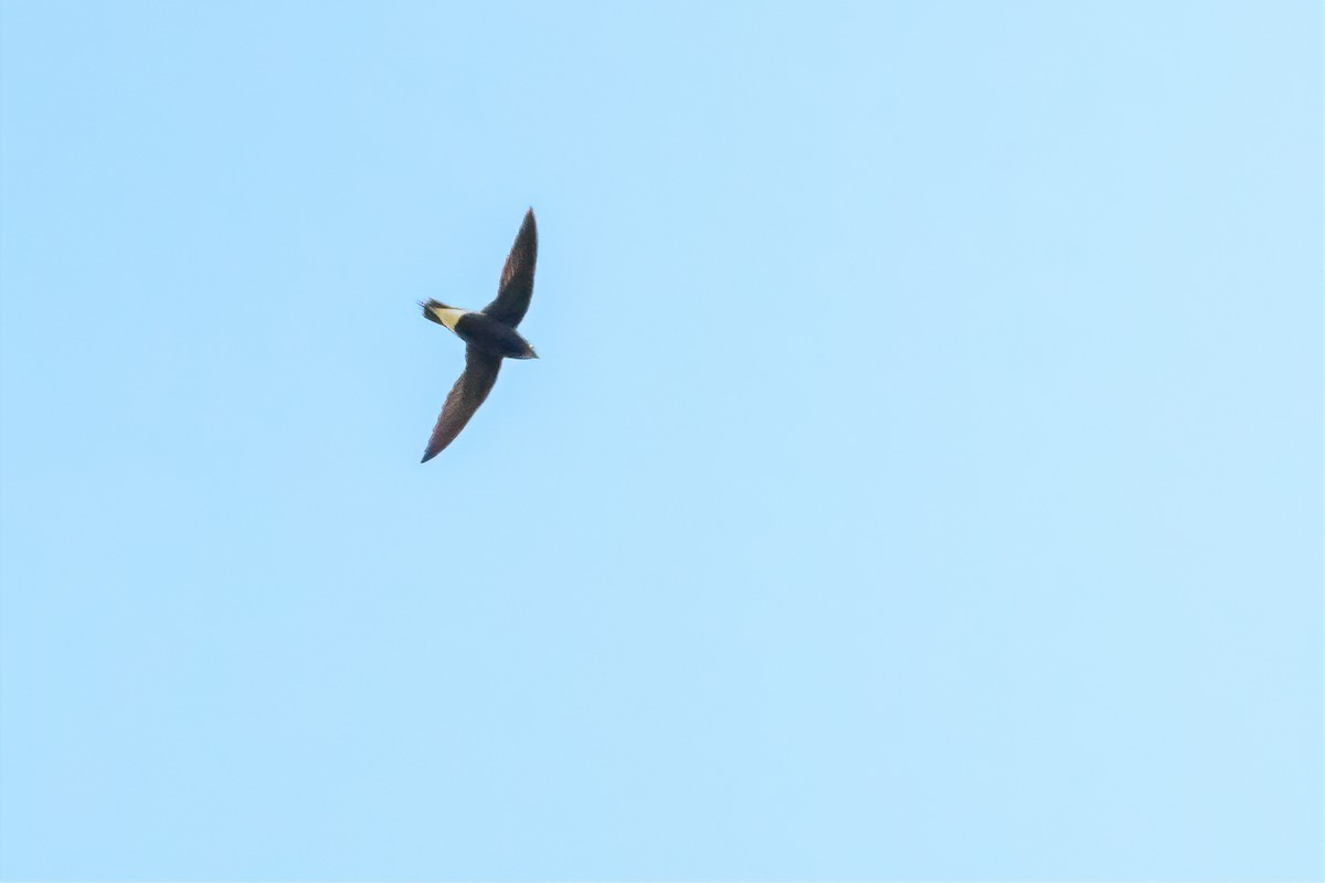 Brown-backed Needletail - ML176739341