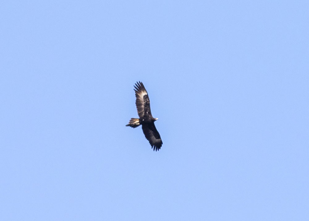Wedge-tailed Eagle - ML176740941