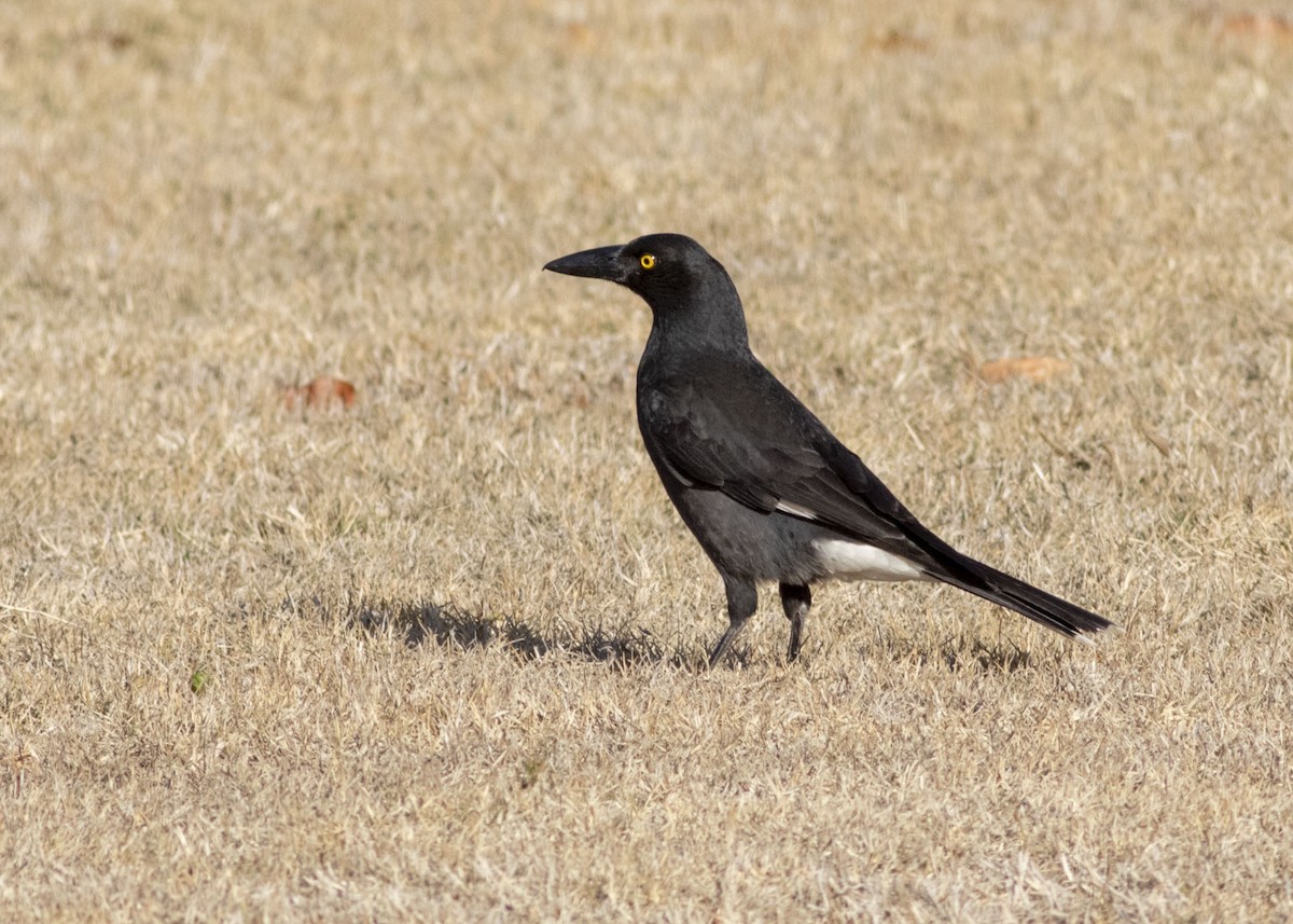 Pied Currawong - Stephen Murray