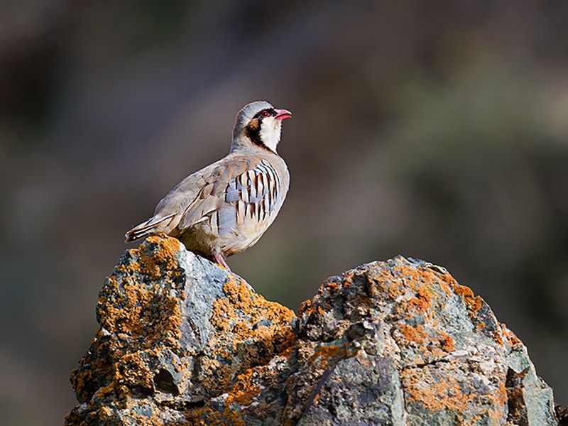 Przevalski's Partridge - Craig Brelsford