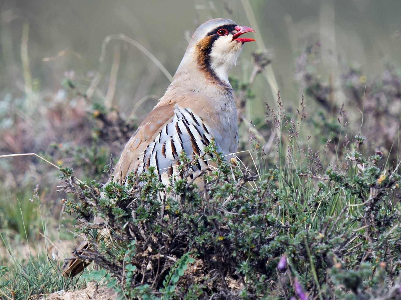 Przevalski's Partridge - Craig Brelsford