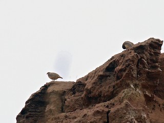 オオイワシャコ - eBird