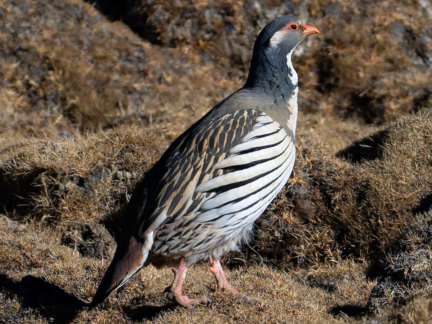 Улар. Tetraogallus tibetanus. Тибетский улар. Звери обитающие в горах Карачаево Черкесии. Тибетский улар PNG.