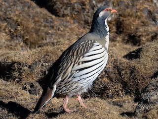  - Tibetan Snowcock