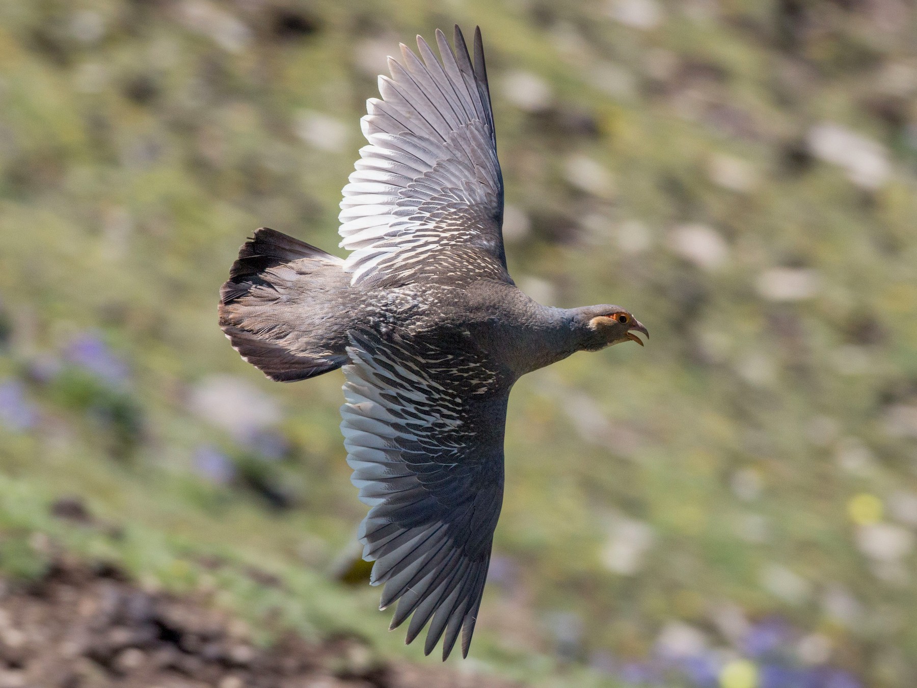 Tibetan Snowcock - Ian Davies