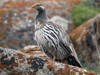 Tibetan Snowcock - eBird