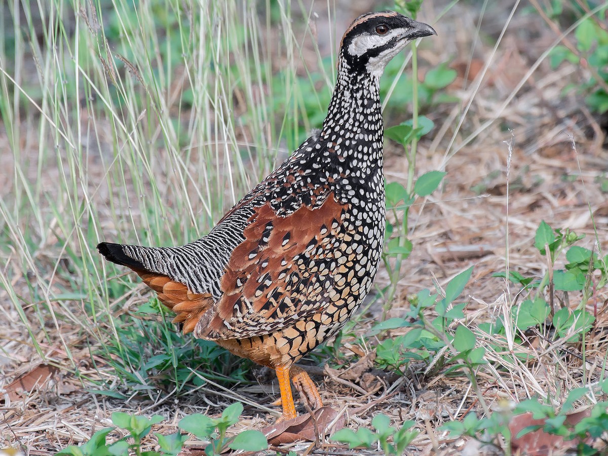 Chinese Francolin - Francolinus pintadeanus - Birds of the World