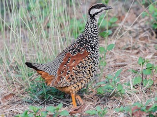  - Chinese Francolin