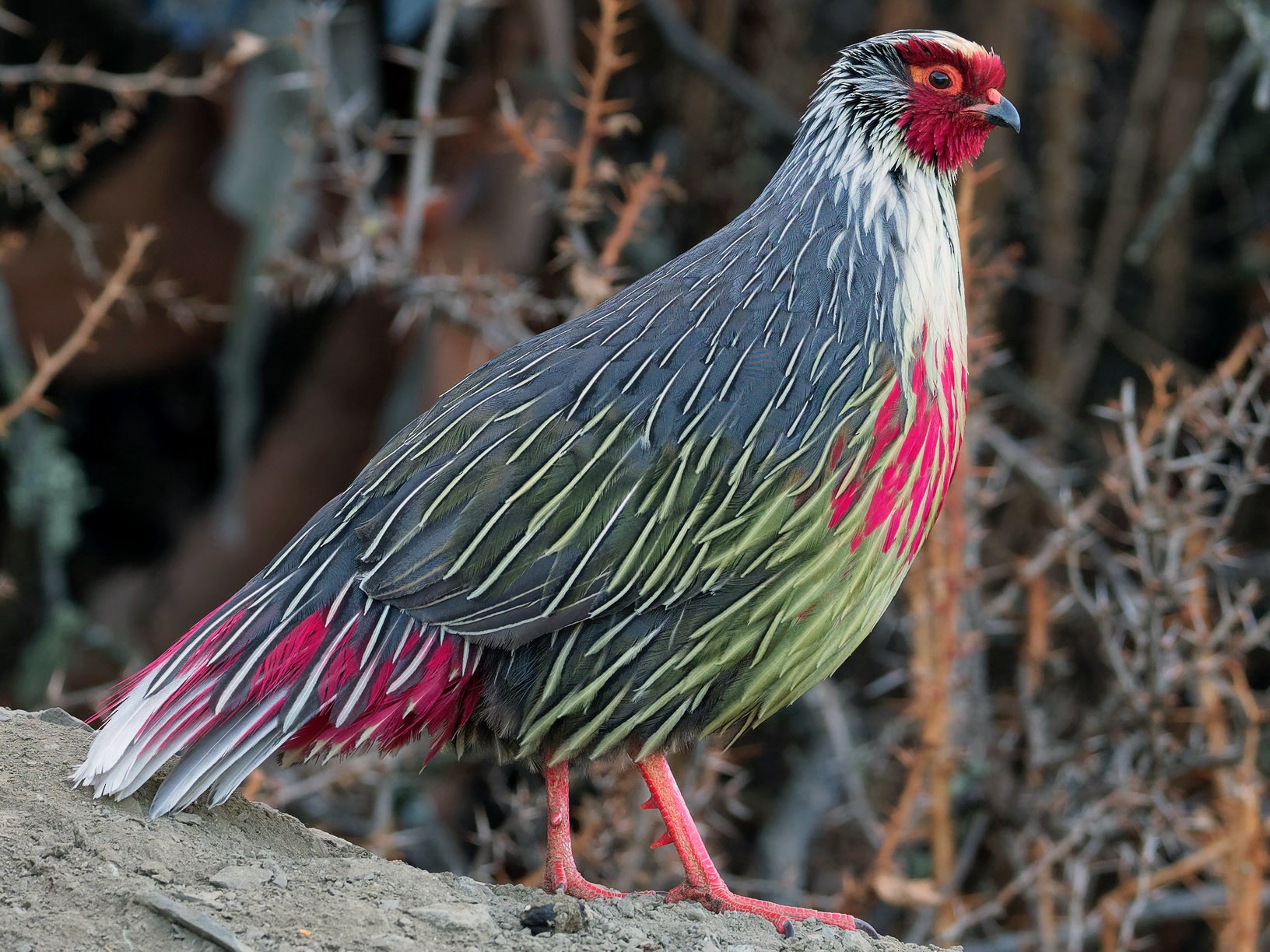 Journey into the Mysterious Realm of the Blood Pheasant: A Bird Like No ...