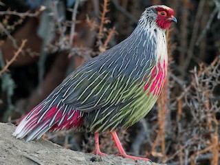 Blood Pheasant Ithaginis Cruentus Birds Of The World